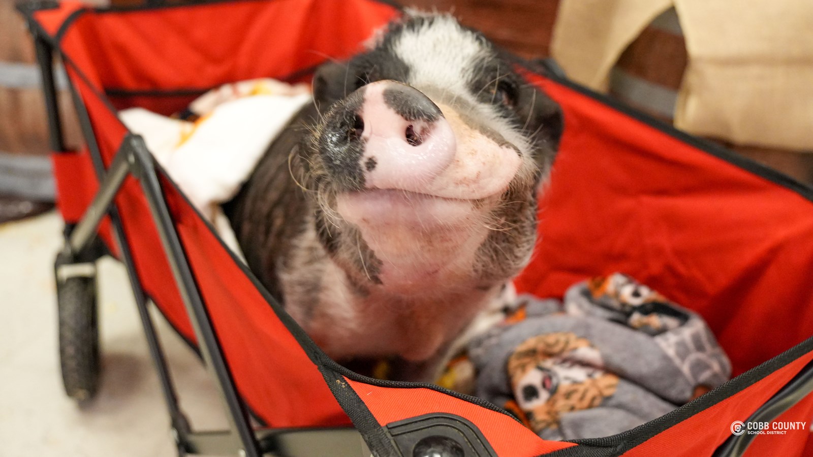 Kiss the Pig event helps raise thousands for Nickajack Elementary.