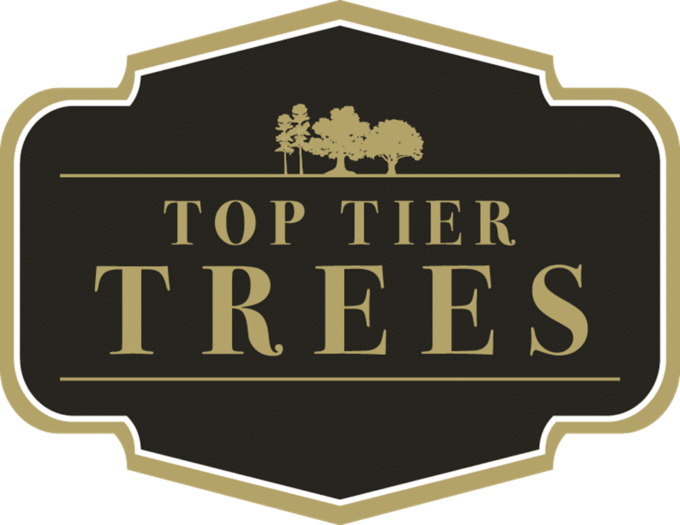 Top%20tier%20trees.png