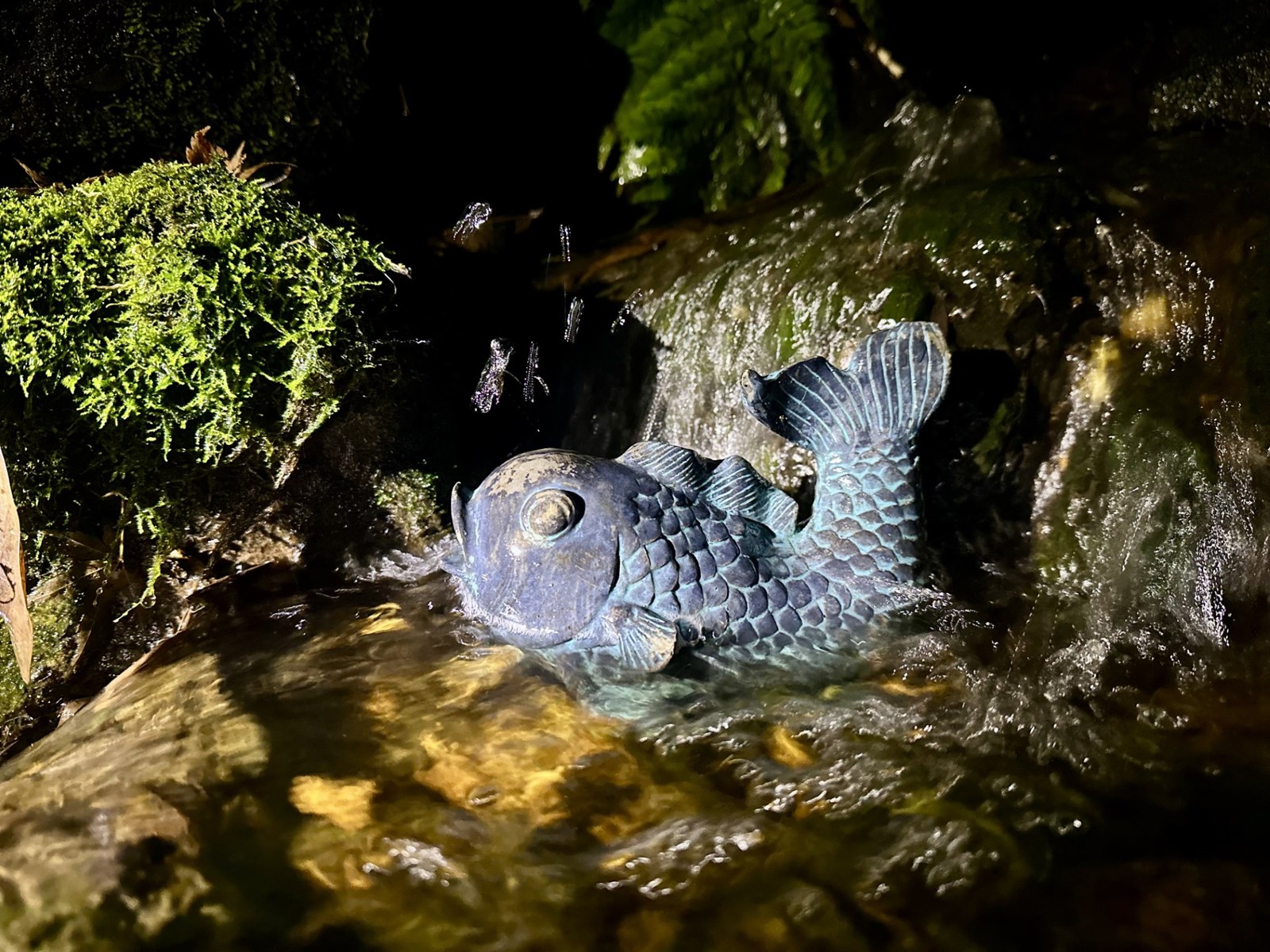 Cobb Water Photography Contest Winner