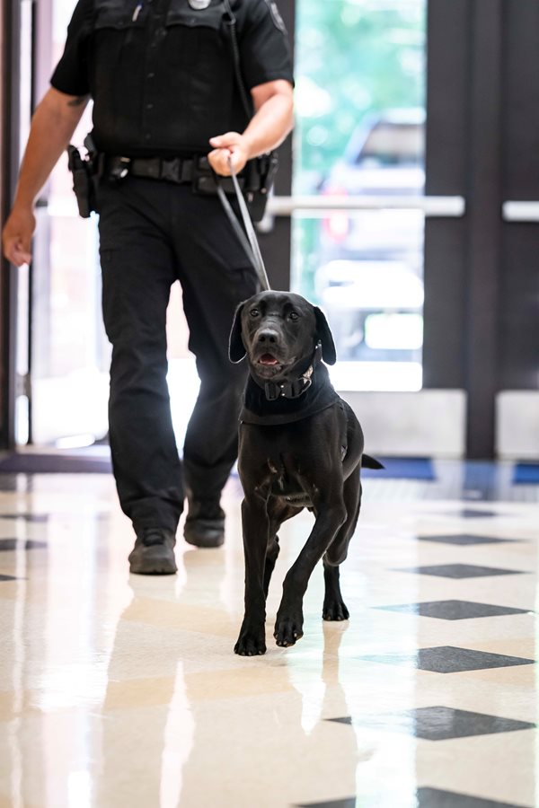 Vapor Wake Canine patrolling schools on first day