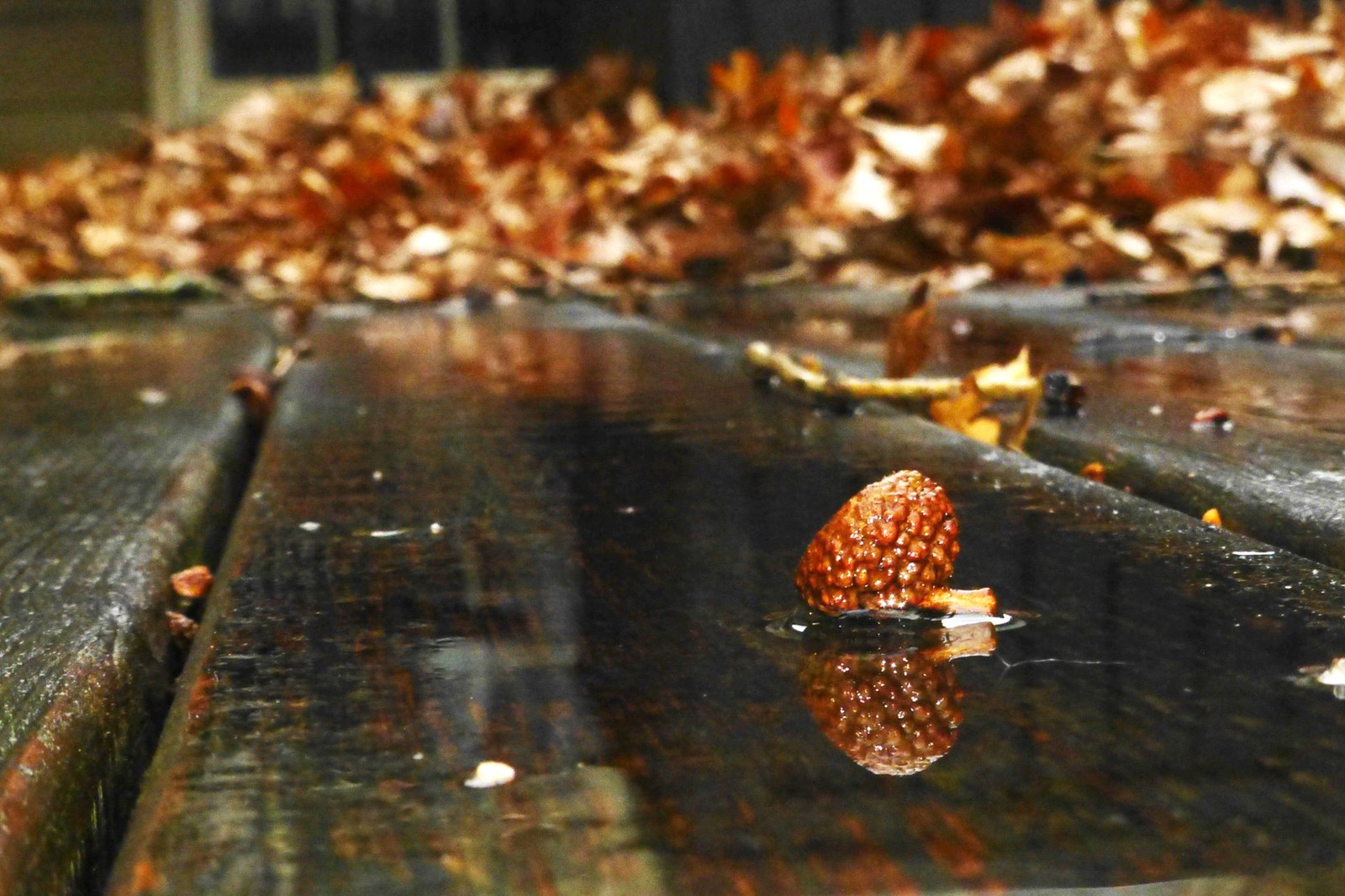 Cobb Water Photography Contest Winner