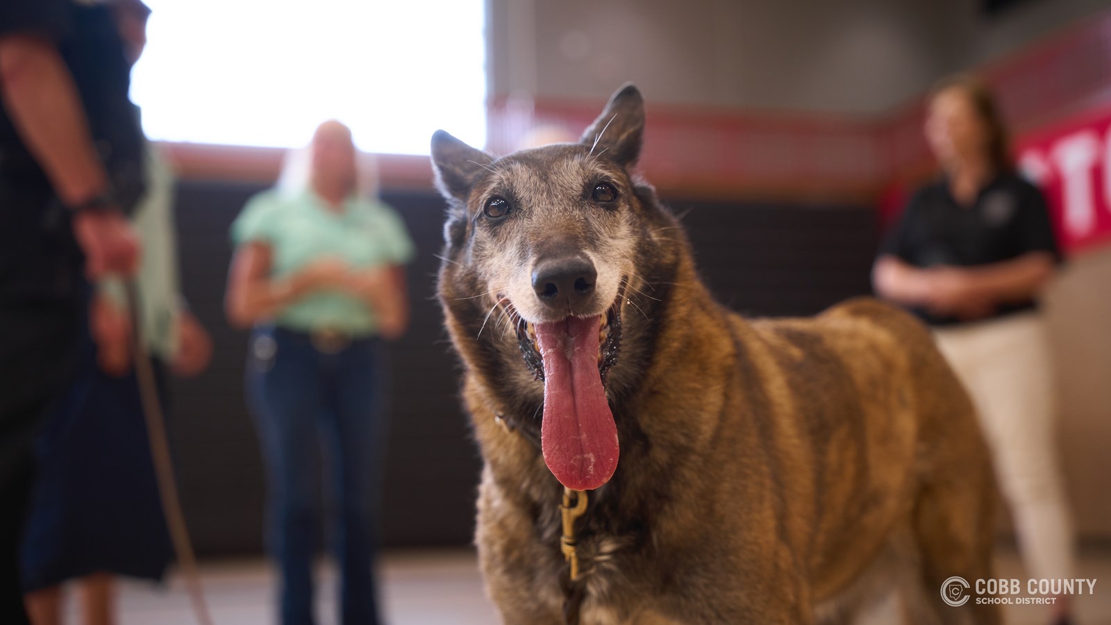 K-9 Sadie, a narcotics detection dog with the Cobb County School District Police Department, is honored during her retirement celebration after 11 years of service supporting school safety across Cobb Schools.
