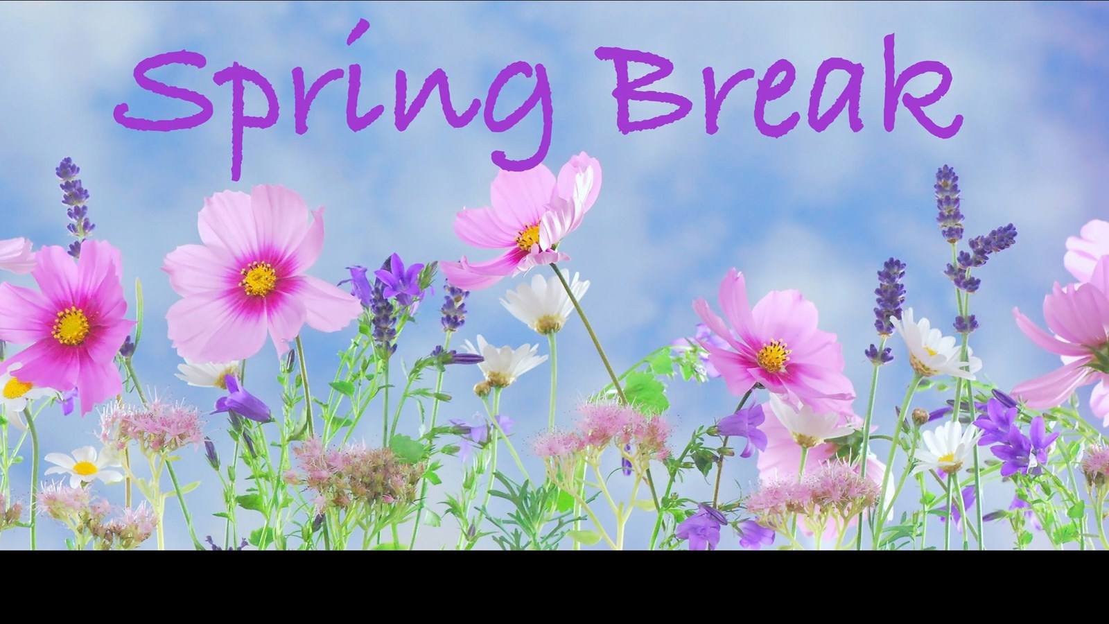 the words "spring break" in purple with a blue sky background and pink and purple flowers