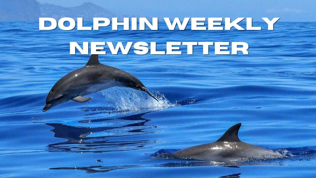 DolphinWeeklyNewsletter