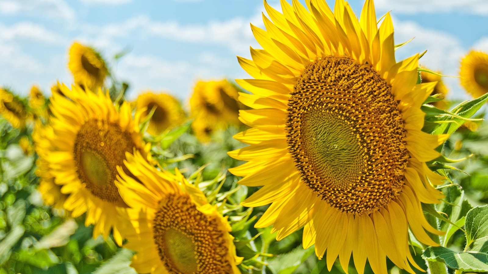 sunflowers in a field