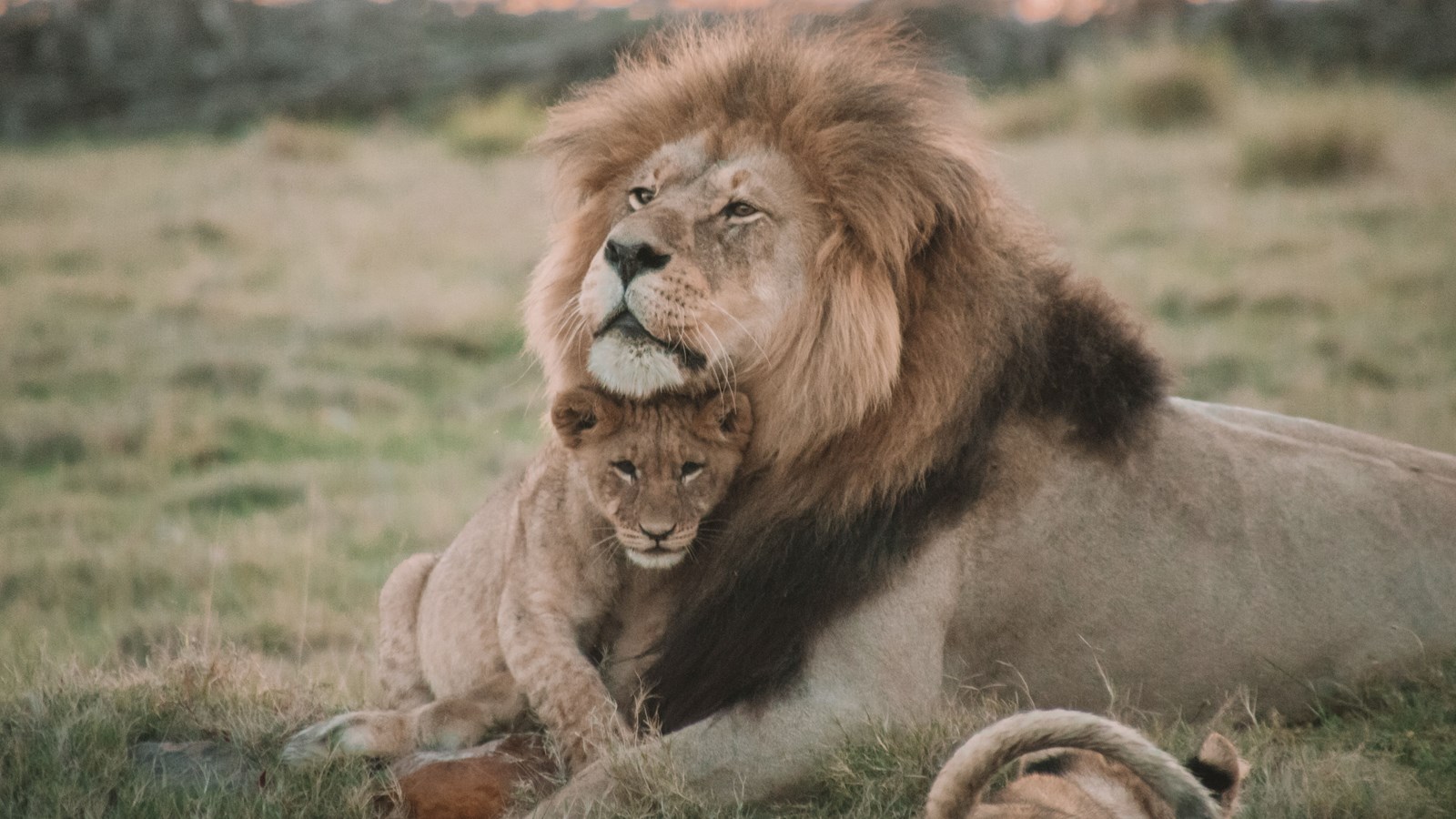 male lion with lion cub