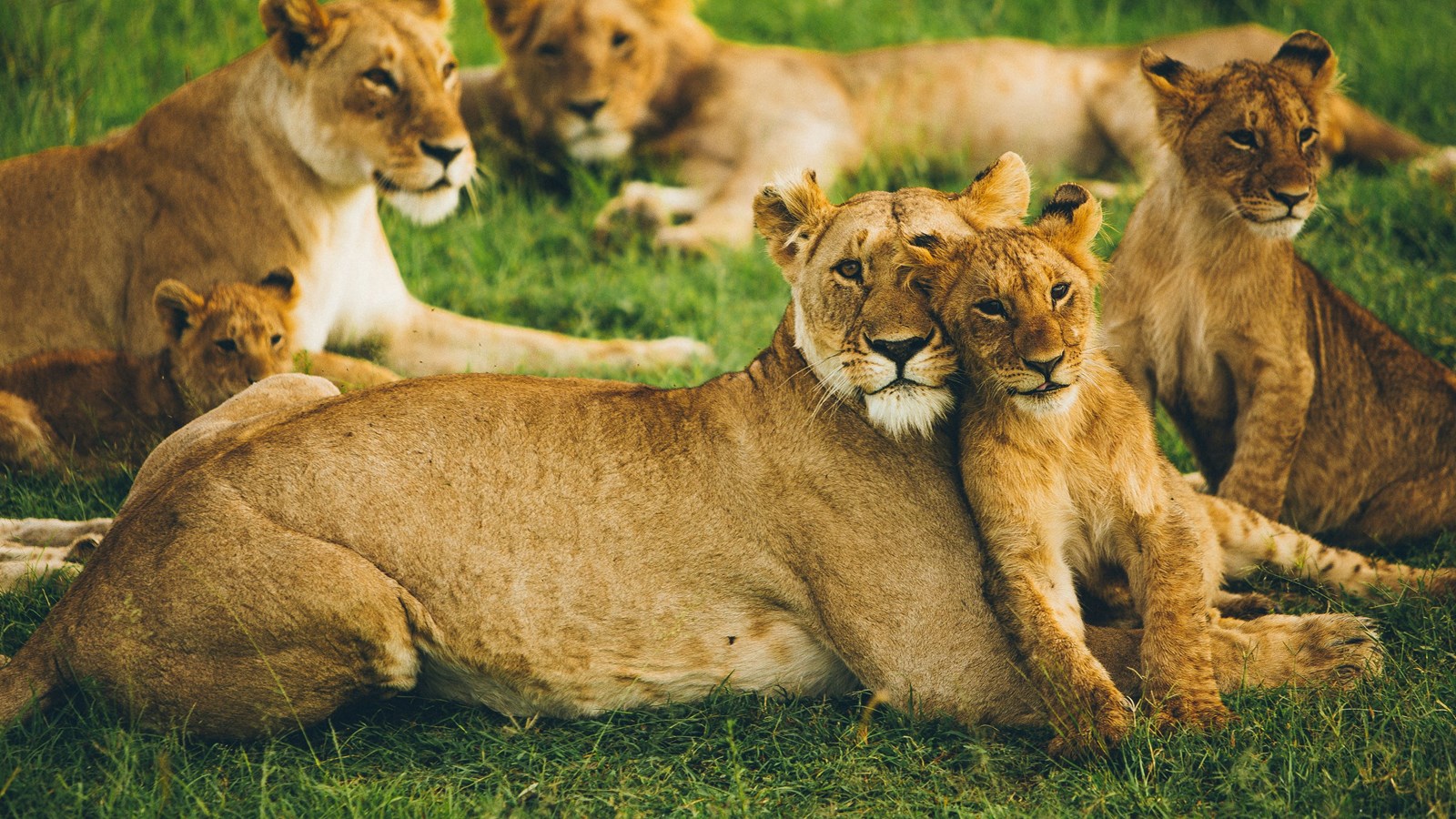 Lion Pride