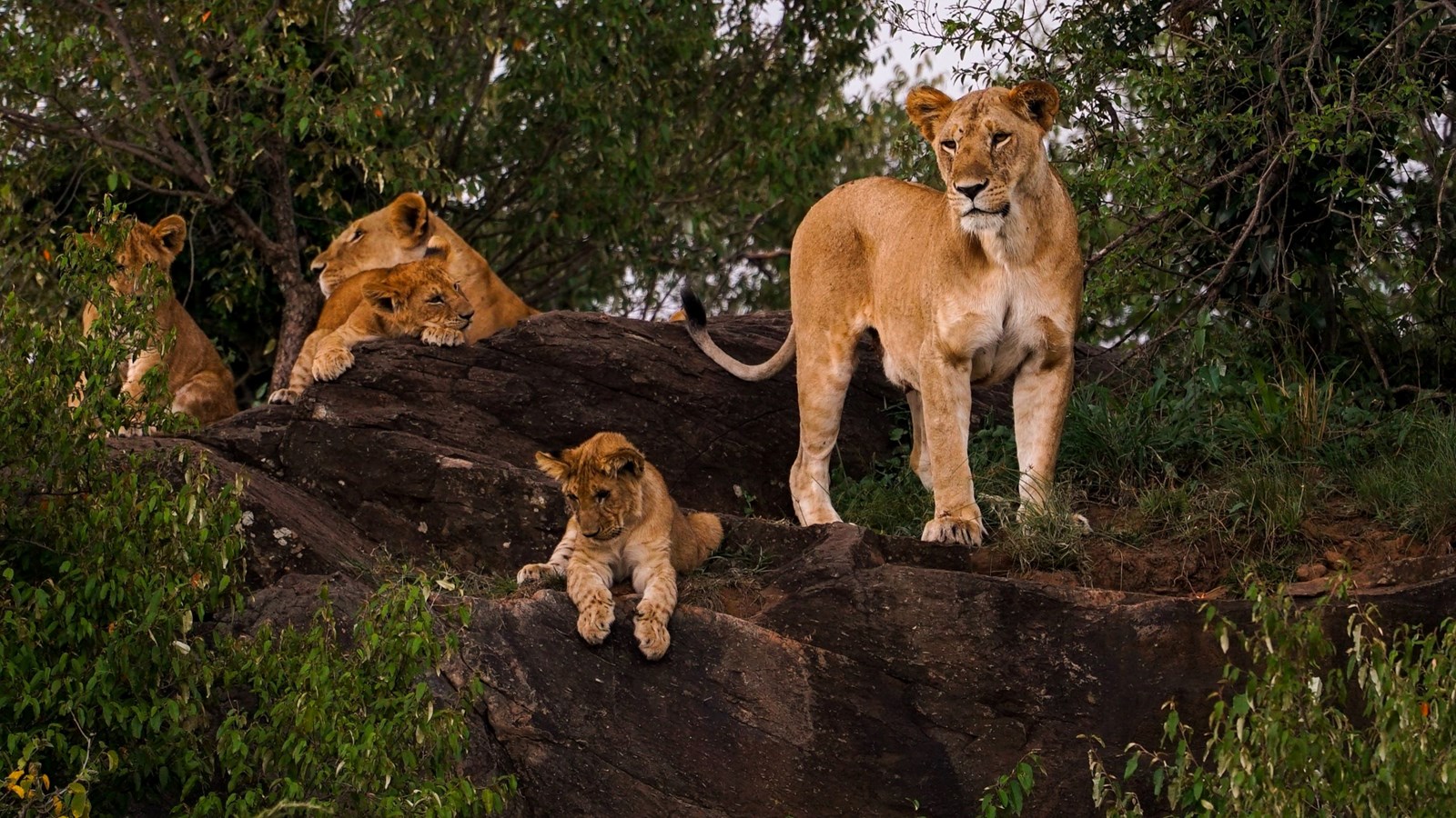 two adult lions and three lion cubs in trees