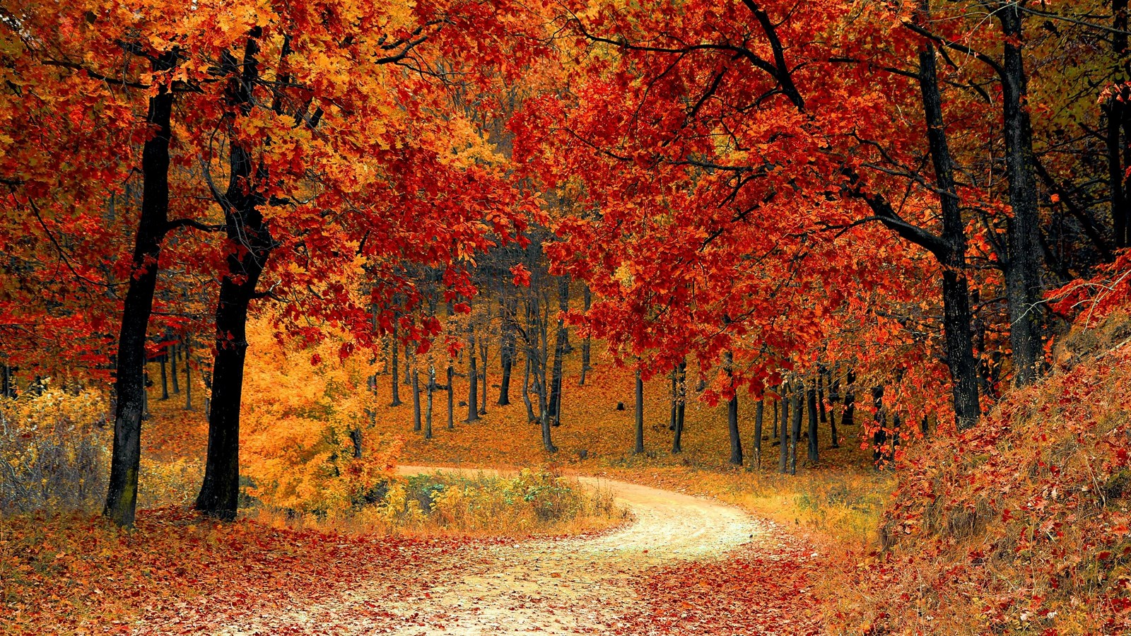 Path Through Fall Leaves